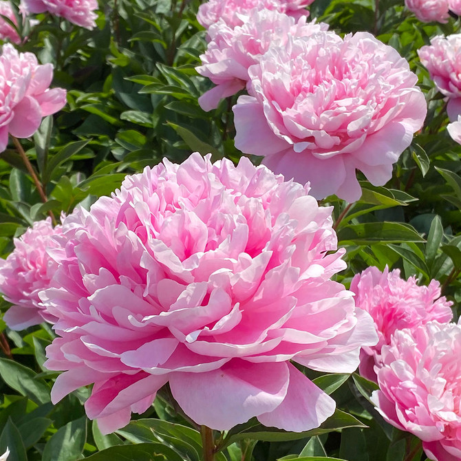 Peony ‘Pink Parfait’ (Paeonia Lactiflora)