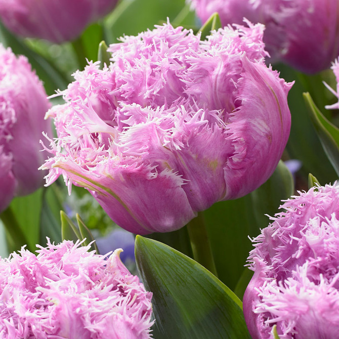 Tulip Newcastle