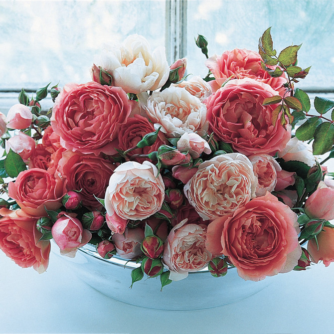 A Bowl Of Perfumed Roses Delivered For Christmas