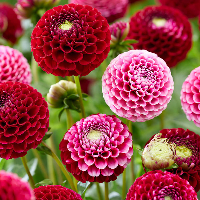 Dahlia Bubble Gum