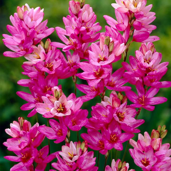 Ixia Rose Emperor