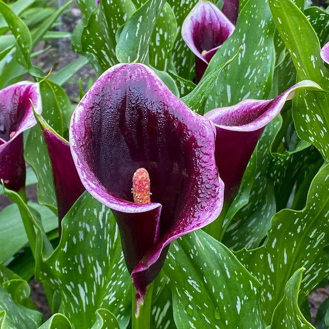 Calla Lilies Dubai Nights