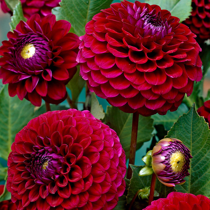 Dahlia Babette Giant Ball