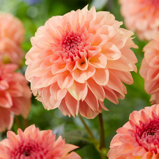 Dahlia Sebastian Decorative