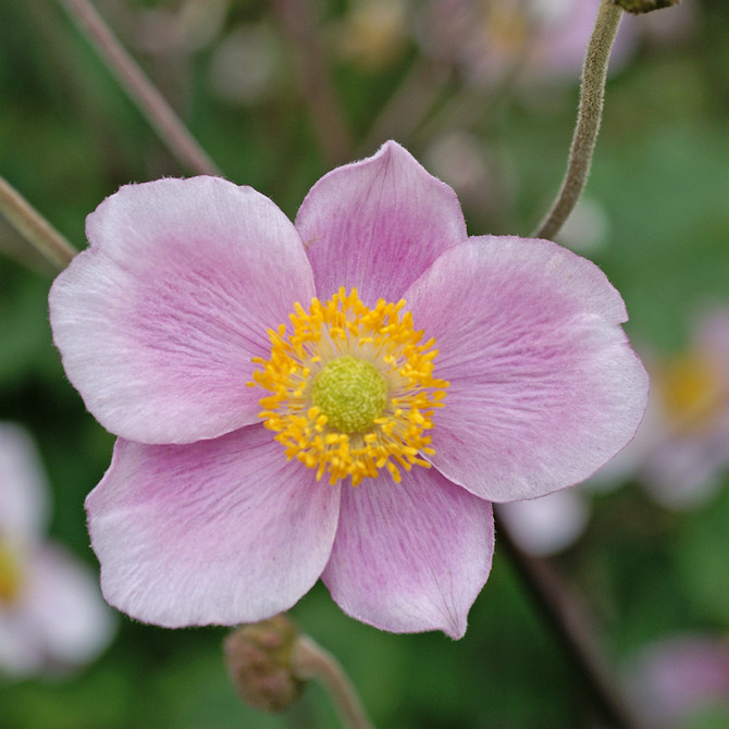 Anemone Robustissima