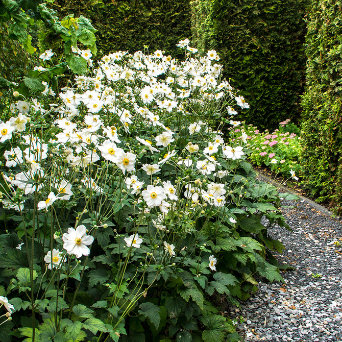 Anemone x hybrida 'Whirlwind' (OD) - Mr Middleton Garden Shop