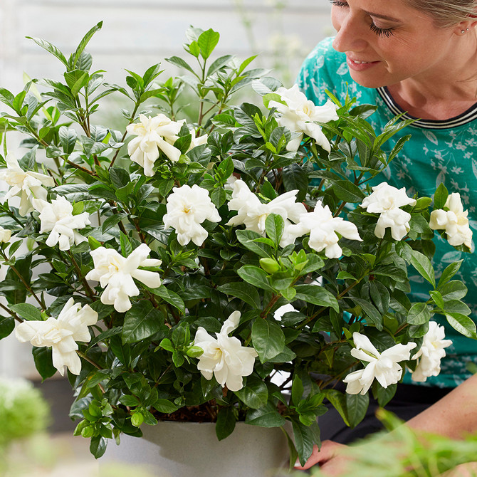 Gardenia Jasmonoides 'Double Diamonds'