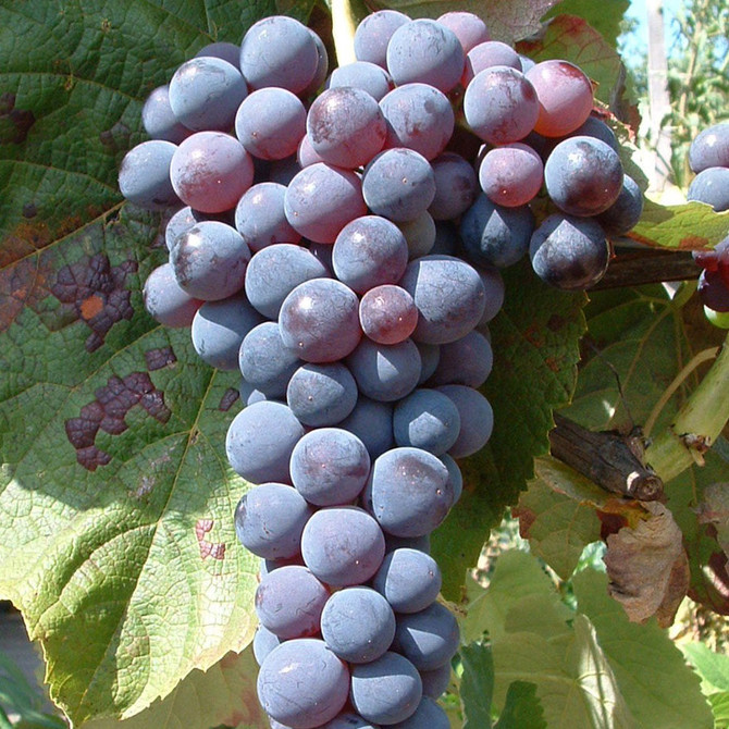 Grape 'Venus' Seedless Grapes!