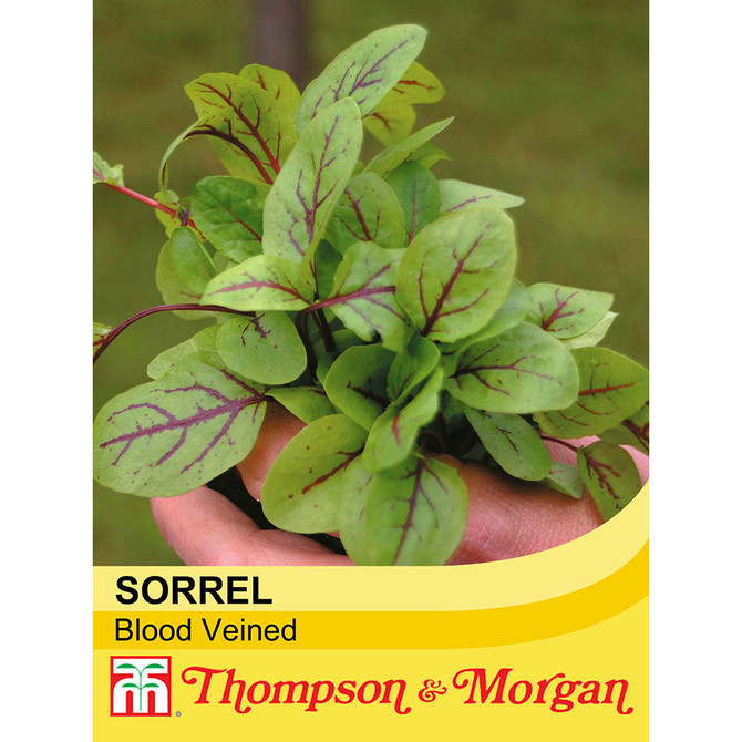 Salad Leaves Sorrel 'Blood Veined'