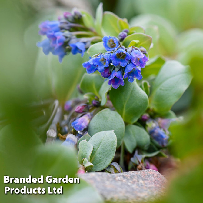 Oyster Leaf Plant