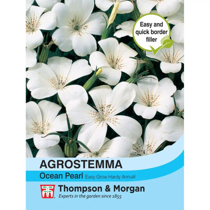 Agrostemma githago 'Ocean Pearl' 