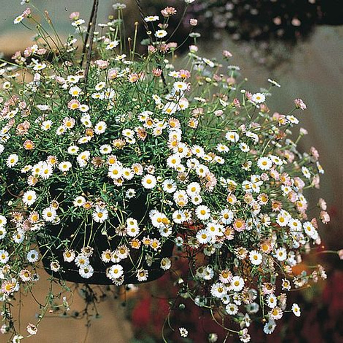 Erigeron karvinskianus 'Profusion'