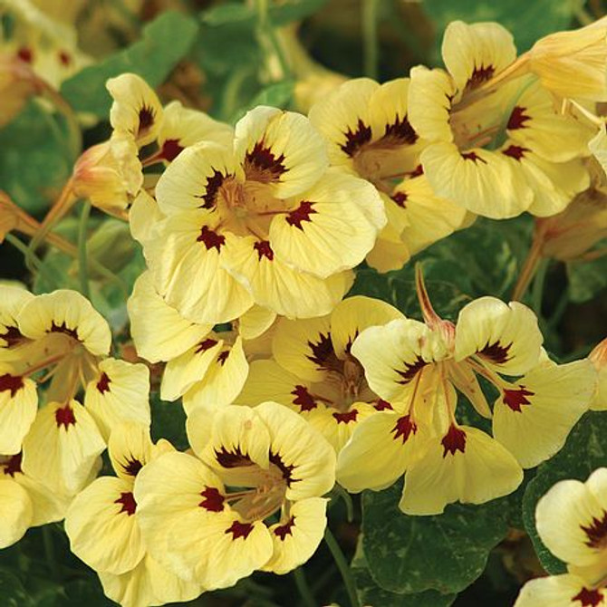 Nasturtium majus 'Cream Troika'