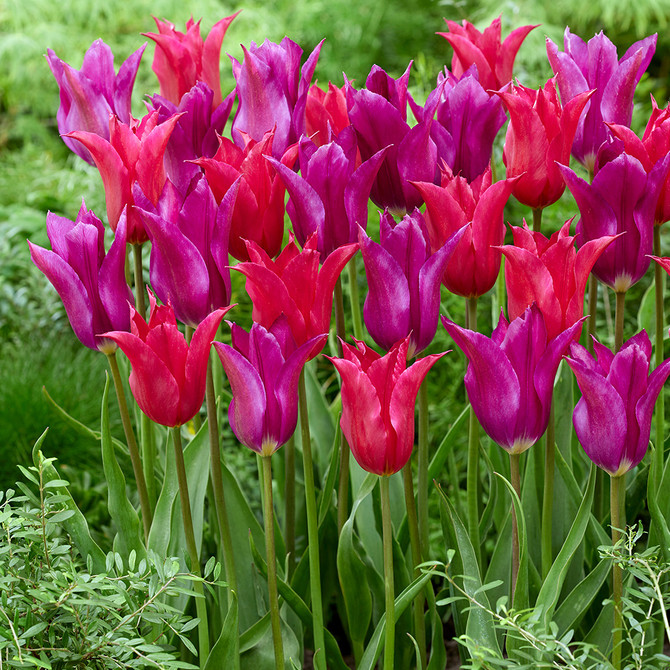 Tulip Velvet Twins
