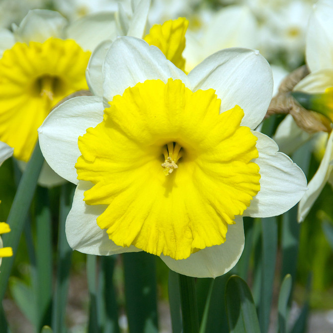 Narcissi 'Dinnerplate'
