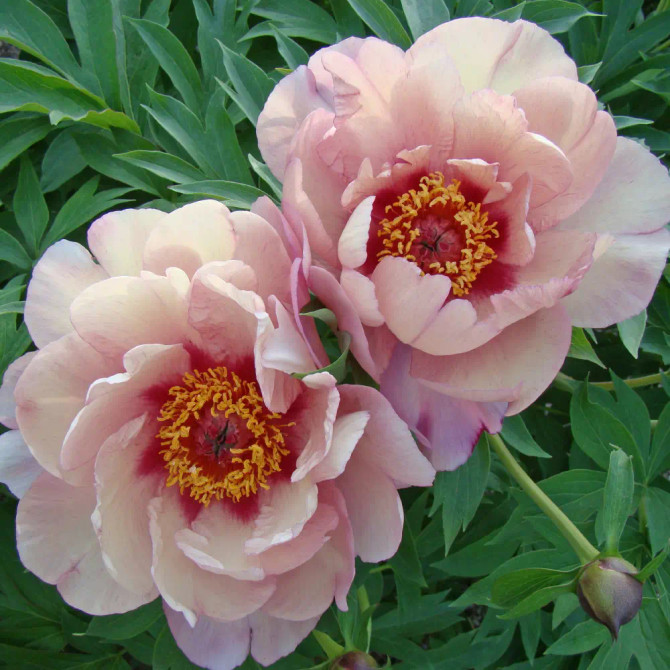 Paeonia ‘Berry Berry Fine’ (Intersectional ‘Itoh’ Peony)