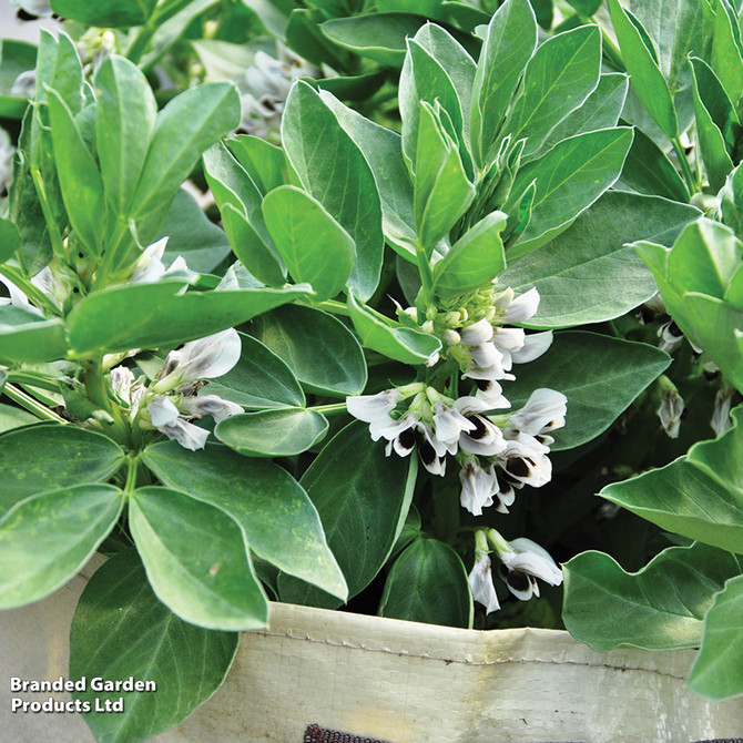 broad-bean-robin-hood-mr-middleton-garden-shop