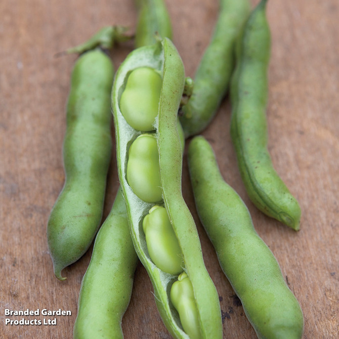 broad-bean-robin-hood-mr-middleton-garden-shop