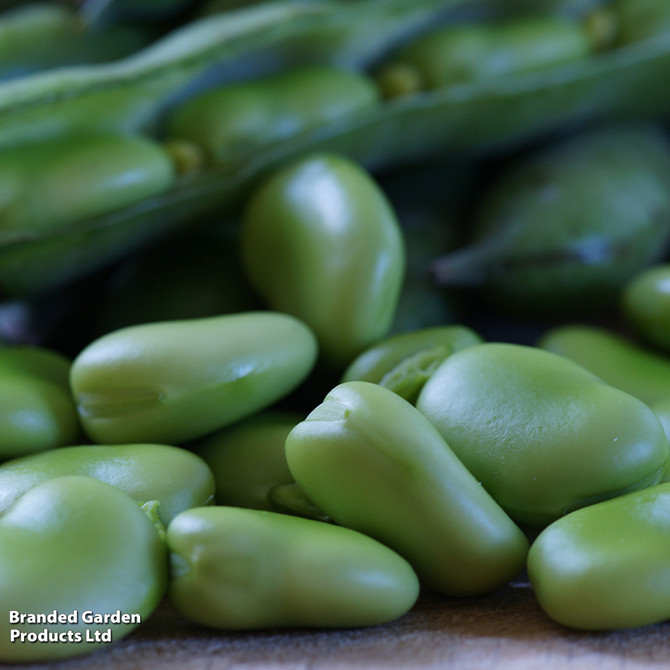 broad-bean-robin-hood-mr-middleton-garden-shop