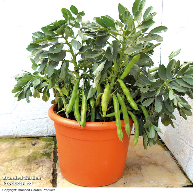 broad-bean-robin-hood-mr-middleton-garden-shop