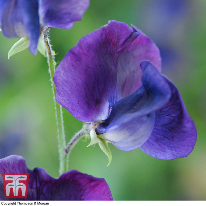 Sweet Pea King Size Navy Blue