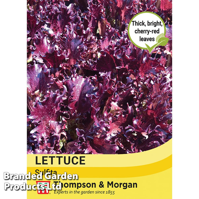 Lettuce Sulfita