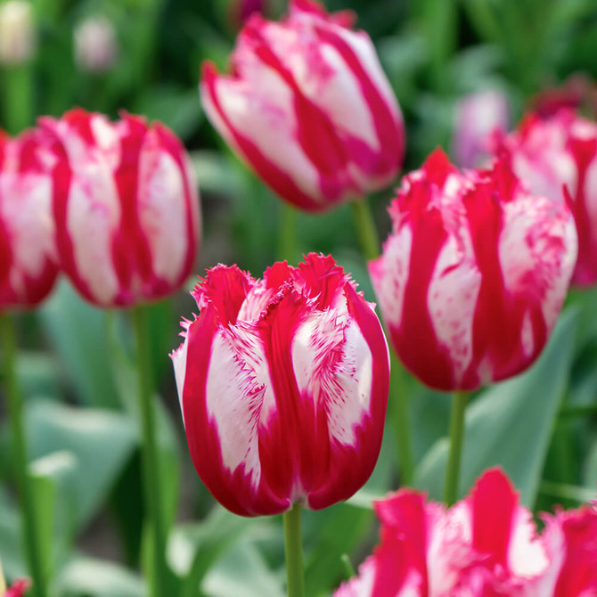 Tulip ‘Happy Clown’ – a showy fringed tulip with red and white striped petals, adding bold contrast and texture to late spring gardens.