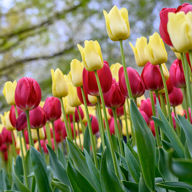 Tulip Sunrise Serenade – a striking Darwin Hybrid blend in warm sunrise hues, perfect for bold borders and stylish spring bouquets.