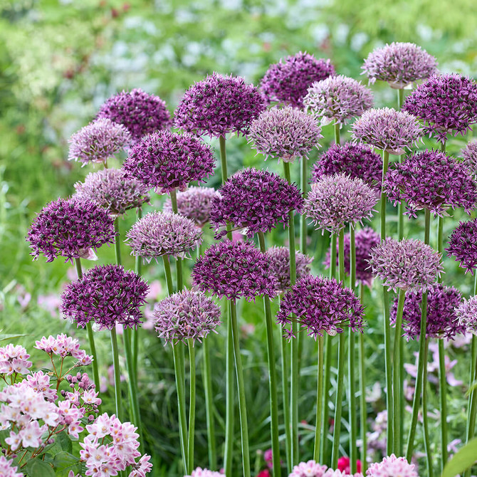 Allium Skyline – a dramatic blend of Allium ‘New York’ and ‘Chicago’, bringing vertical elegance and rich colour to late spring borders.
