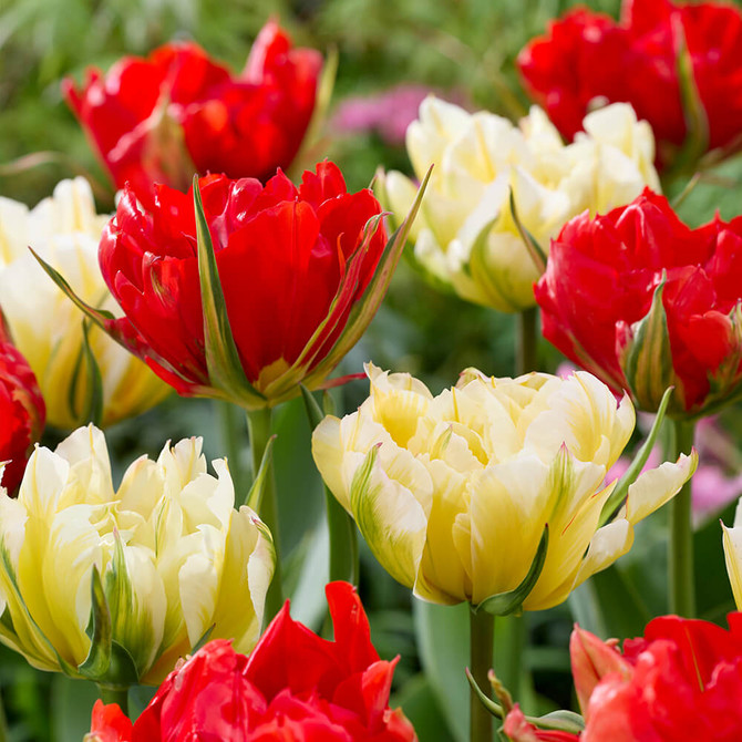 Tulip Cupid’s Arrow – a romantic blend of two Fosteriana tulips, offering early blooms with broad, soft petals and graceful charm.