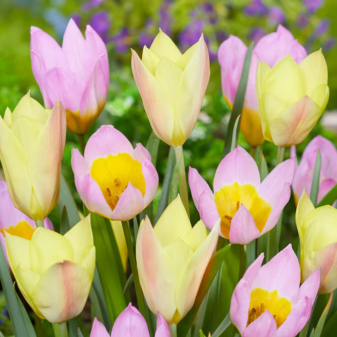 Botanical Breeze – a fresh, cheerful blend of Narcissi ‘Tête-à-Tête’ and Muscari ‘Night Eyes’, perfect for early spring containers and naturalised settings.

