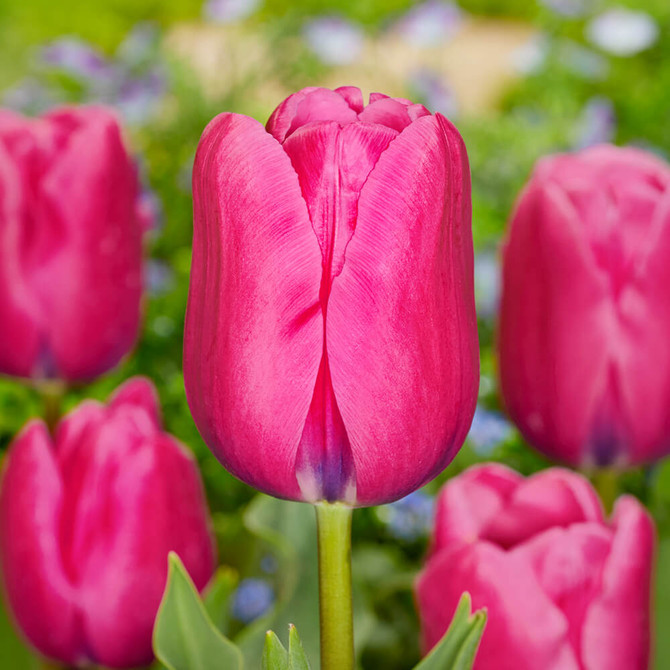 Tulip ‘Yosemite’ – tall and vivid pink single late tulip, perfect for bold borders, large containers, and long-lasting cut flowers.