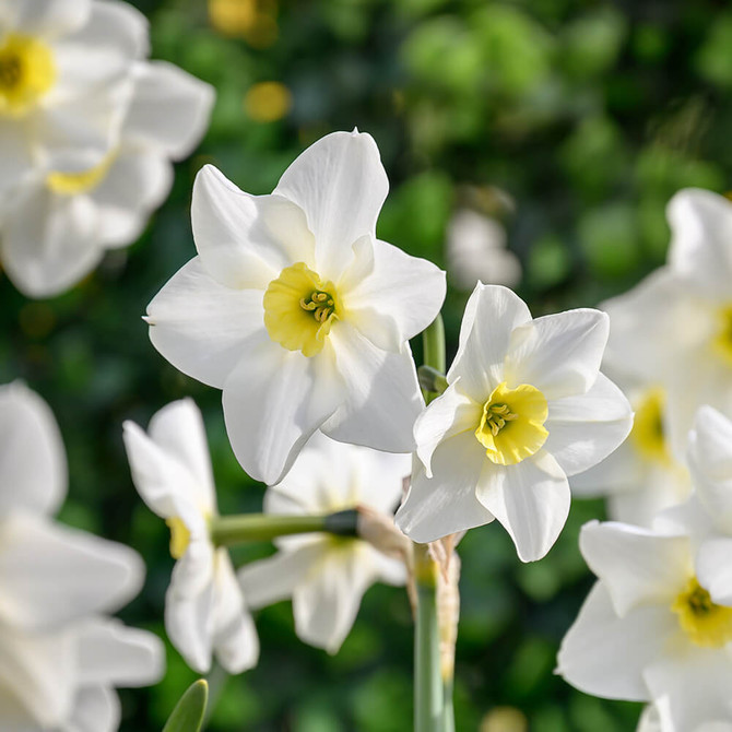 Narcissus ‘Lieke’ – small daffodil with white petals and yellow centres. Flowers March, 25cm. Ideal for pots, edging, and naturalising. Buy now at Mr Middleton.