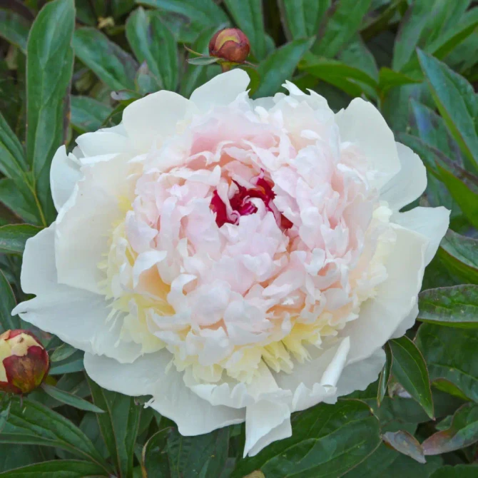 Paeonia Madame de Vernveille 