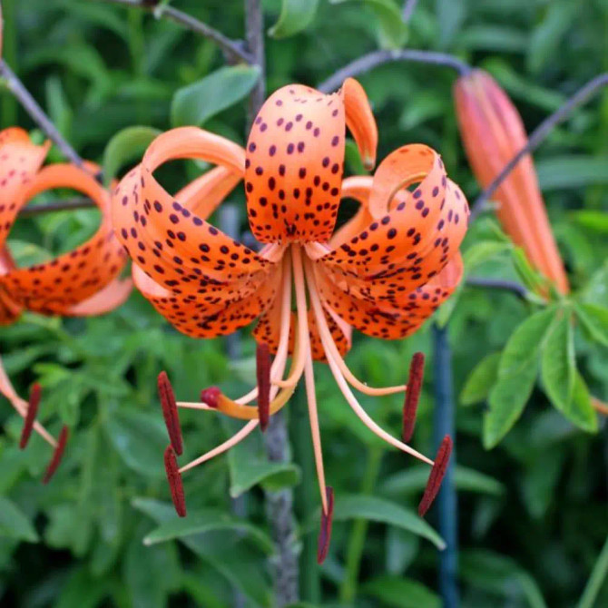 Lilium Orange Tiger ( Tigrinum Splendens )