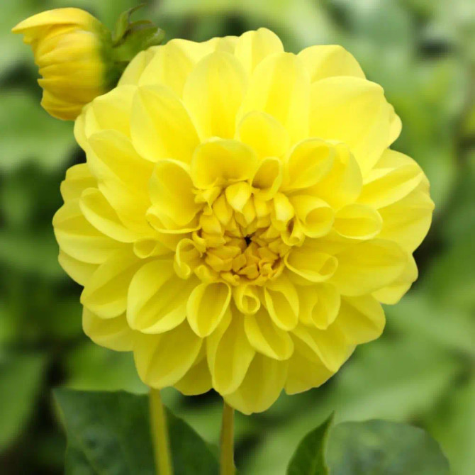 Dahlia ‘Sisa’