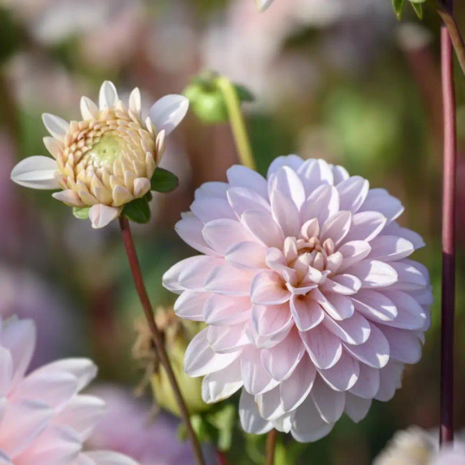 Dahlia ‘Strawberry Cream’