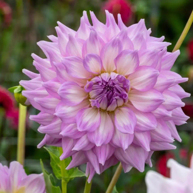 Dahlia ‘Almand’s Joy’
