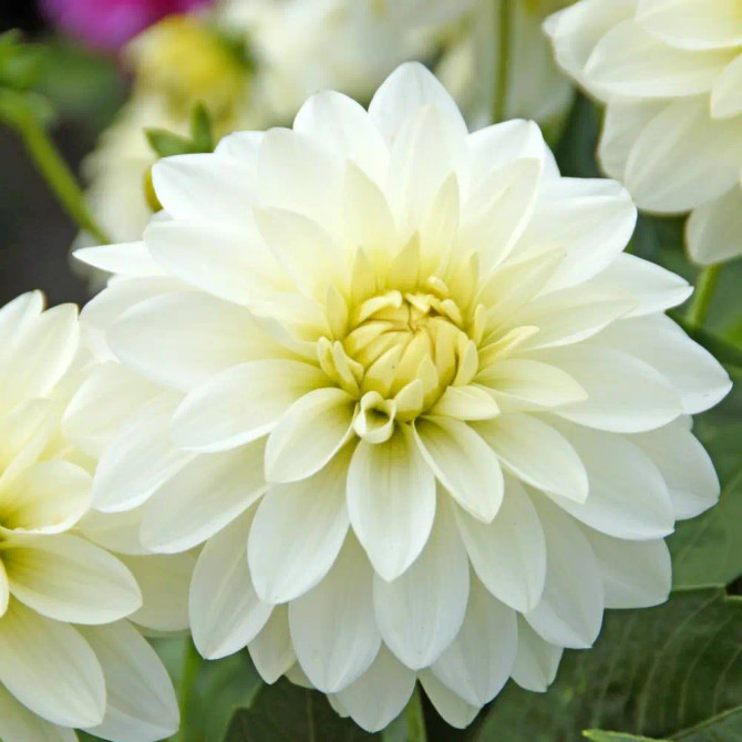 Dahlia Gallery ‘Art Fair’