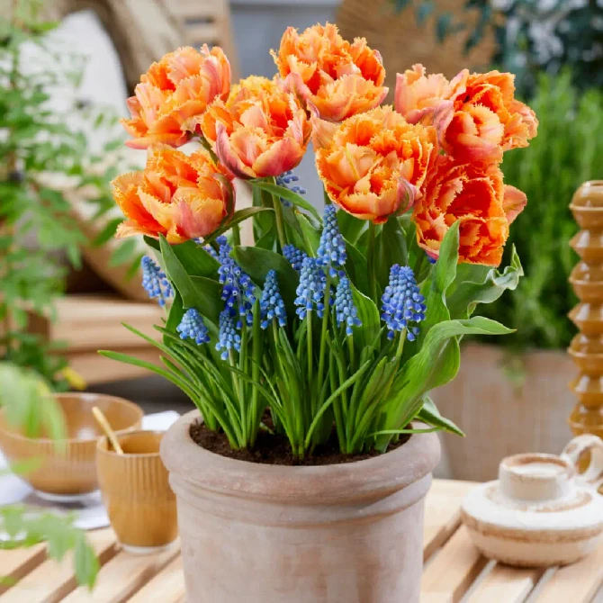 Tulips Royal Dutch
