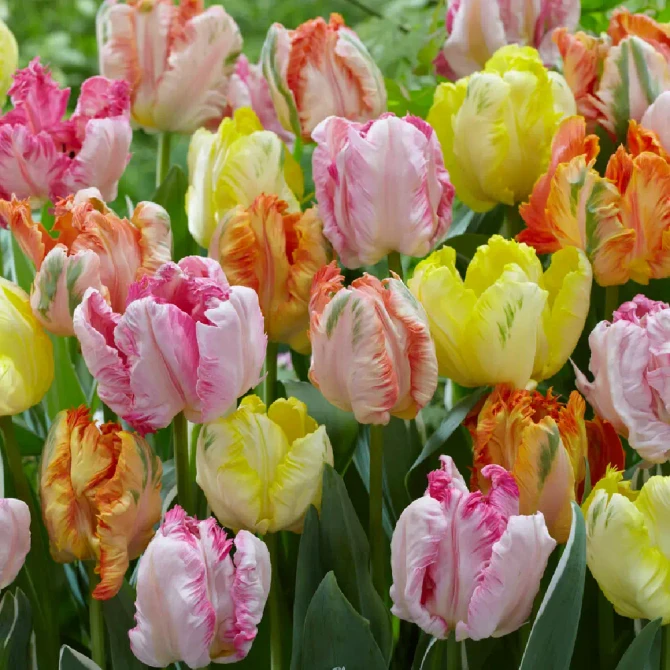 Tulip Twirl & Pearl