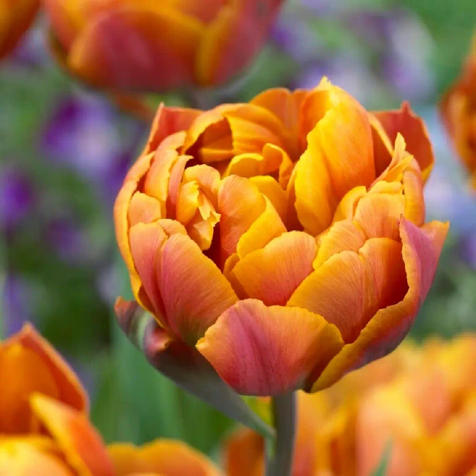 Tulip Brazil