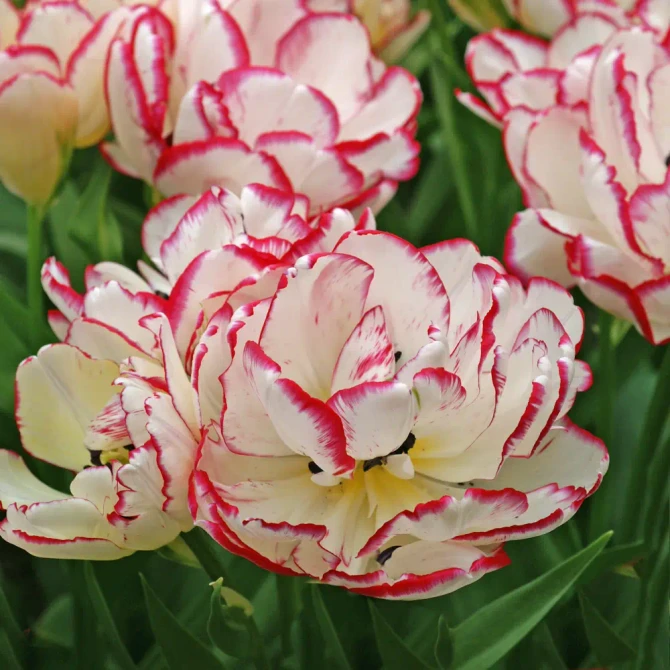 Tulip Wild Desire