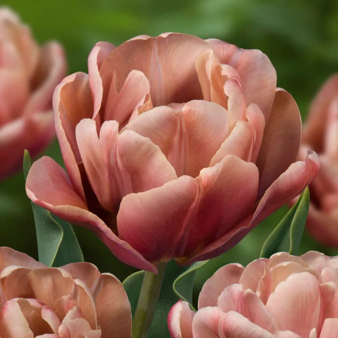 Tulip La Belle Epoque