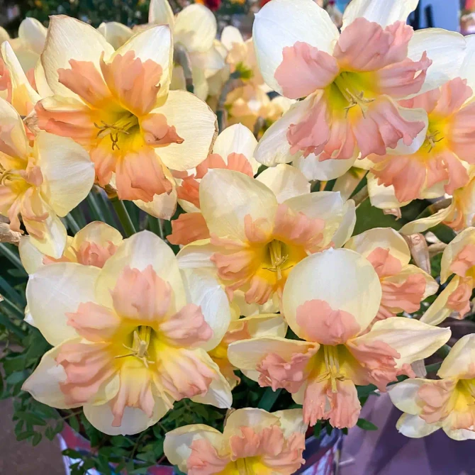 Narcissi Peachy Dream