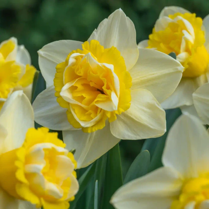 Narcissi Double Switch