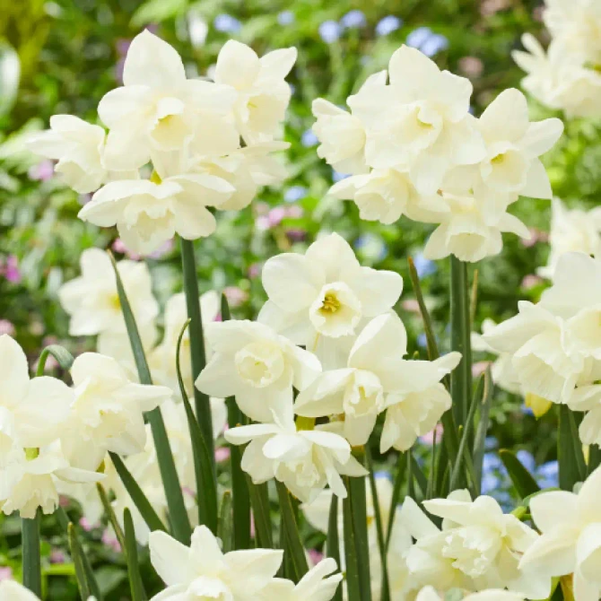 Narcissus Hunter Morn