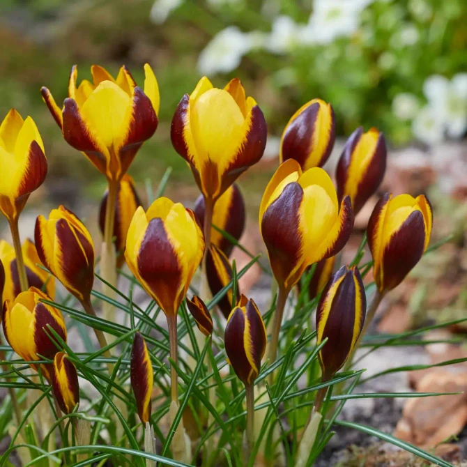 Crocus Queen Bee