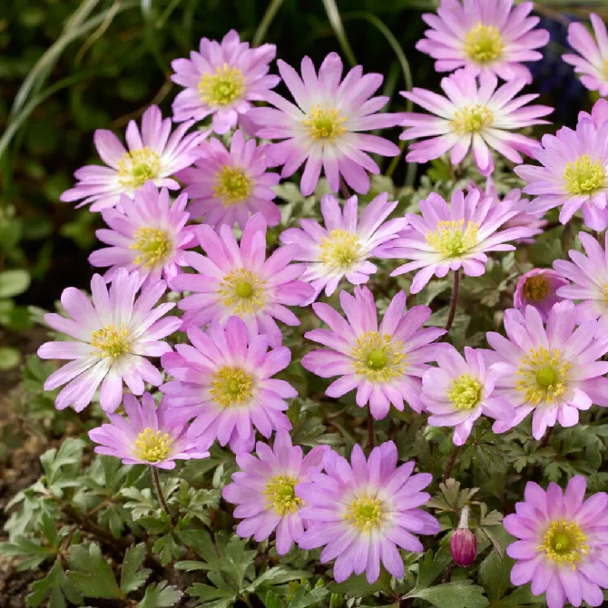 Anemone Blanda Pink Star