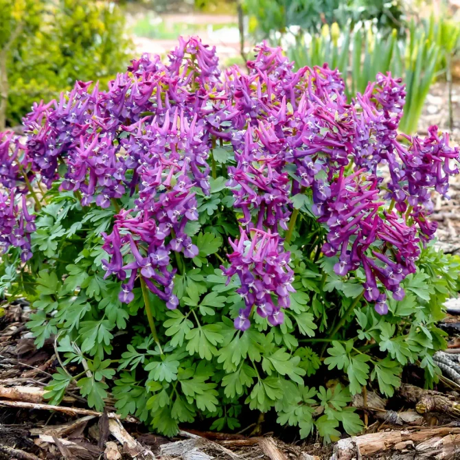 Corydalis Purple Bird